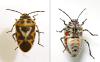Eurydema ornata